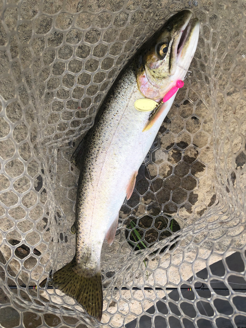 Trout Fishing with the 1/8oz Pink Ripper Spinner 🎣